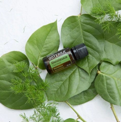 DoTerra esenciální olej Tea Tree Melaleuca Čajovník 15 ml